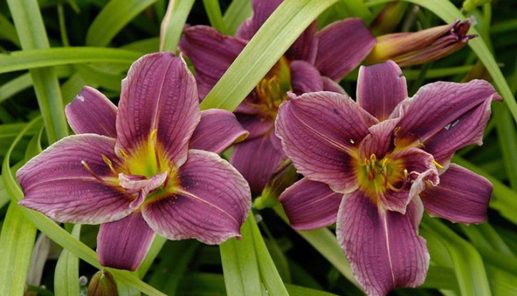 Hemerocallis 'Jockey Club'